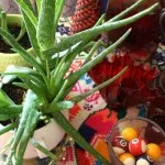 як лікувати шлунок соком алое