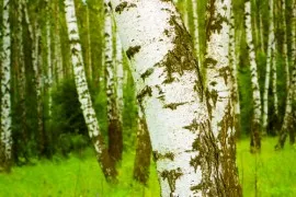 як вилікувати алергію на березу