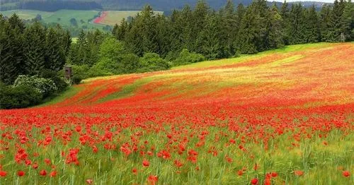 як лікувати шлунок соком алое