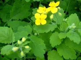 лікувати геморой чистотілом