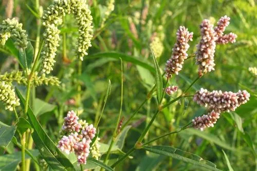 лікувати геморой домашніми засобами