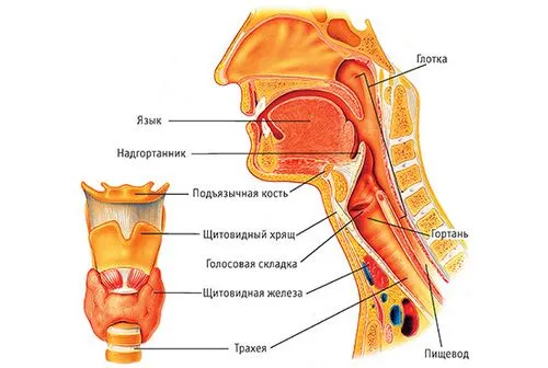 як лікувати гострий фарингіт у дорослих
