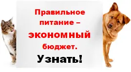 запущений отит у кішки