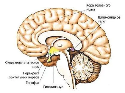 як лікувати кісту епіфіза
