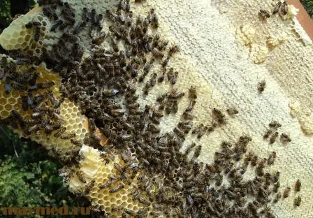 Як лікувати похмілля медом як лікувати похмілля медом