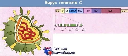 гепатит в при туберкульозі