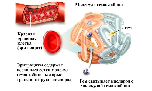 Як підвищити гемоглобін після пологів мамі, що годує як лікувати анемію мамі