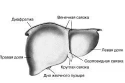 перший по печінці