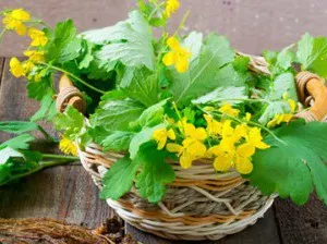 як лікувати фолікулярну кісту народними засобами