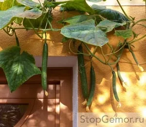 лікування геморою огірком