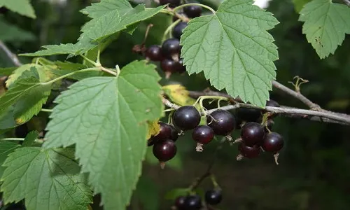 як лікувати аденоїди прополісом
