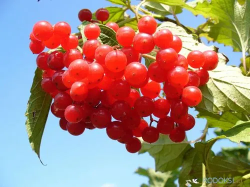 як лікувати кісту жовтого тіла народними засобами