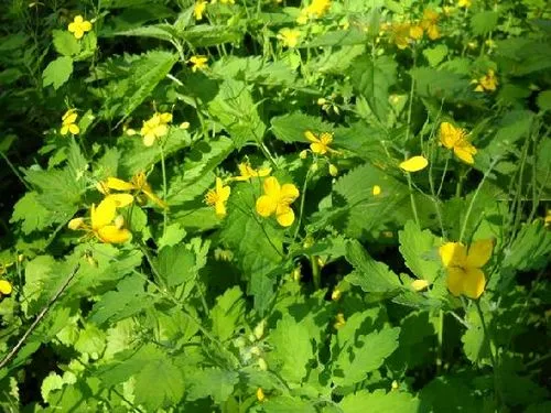 лікування грибка нігтів чистотіл
