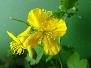 як вилікувати псоріаз чистотілом