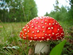 лікування раку горла народними засобами