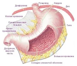 Лікування хелікобактерної гастриту як лікувати гелікобактерний гастрит
