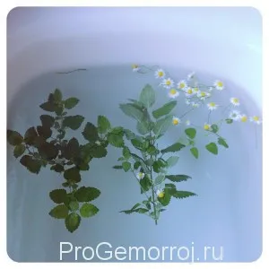 як вилікувати геморой травами