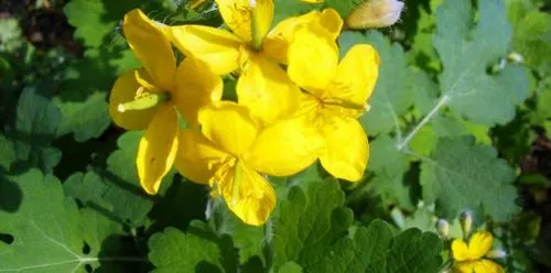 лікування жировика алое компреси цибулю кориця кропива чистотіл липома перекис водню