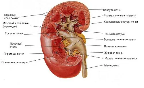 як лікувати рак нирки народними засобами