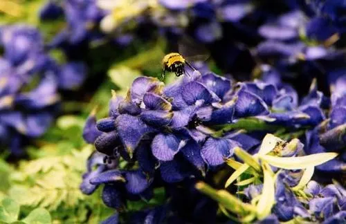 як лікувати рак нирки народними засобами