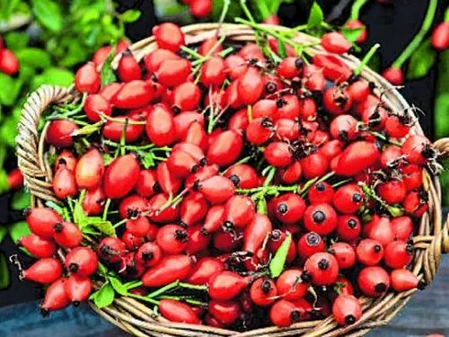 Народні засоби від уреаплазми як лікувати уреаплазму народними засобами