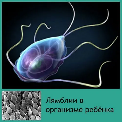 Лямблії: лямбліоз у дітей, симптоми, лікування, дієта дитячі