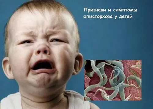 Опісторхоз у дітей: симптоми і лікування небезпечного захворювання опісторхоз діти лікування симптоми гельмінт паразит препарати ліки причини зараження