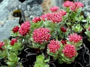 як вилікувати ендометріоз домашніми засобами
