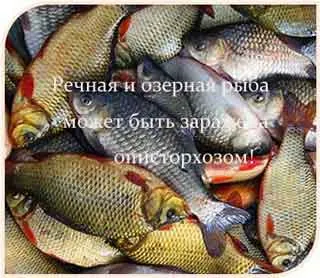 Рецепти лікування опісторхозу симптоми описторхоза