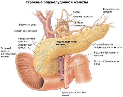 Рак підшлункової залози рак підшлункової