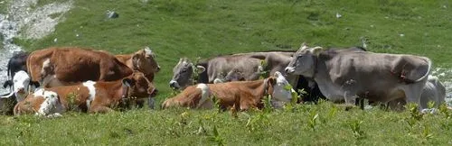 як лікувати укус мови