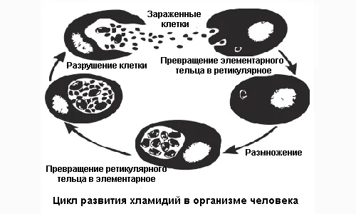 як лікувати хламідіоз у чоловіків препарати