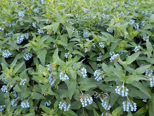 як вилікувати артроз травами