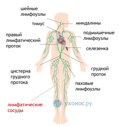як лікувати лімфовузли біля вуха