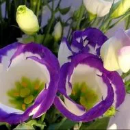 Violete de alimentare să înflorească la domiciliu