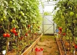Tomatele de alimentare, să crească o grădină! (Tomate) Tomatele de alimentare, să crească o grădină!