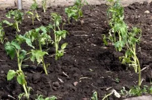 Ce să se hrănească răsaduri de roșii, pentru a alege cea mai bună opțiune