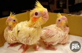 Ce să se hrănească un papagal Corella dieta acasă desen (papagalul) Ce să se hrănească un papagal Corella dieta acasă desen