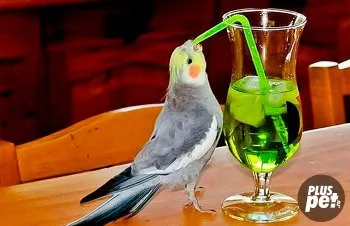 Ce să se hrănească un papagal Corella dieta acasă desen (papagal) Ce să se hrănească un papagal Corella dieta acasă desen