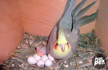 Ce să se hrănească un papagal Corella dieta acasă desen (acasă) Ce să se hrănească un papagal Corella dieta acasă desen