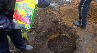 Alimentarea (fertiliza), în primăvara și vara pentru trandafiri floare remedii grădină populare luxuriante (de primăvară) Alimentarea (fertiliza) trandafiri în primăvara și vara la înflorirea luxuriantă în grădina de remedii populare