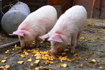 Hrănirea porcilor de grăsime acasă că porcii mănâncă de la 1 până la 6 luni (condiții) Ce să se hrănească porcii de îngrășat acasă, mănâncă porcii de la 1 până la 6 luni