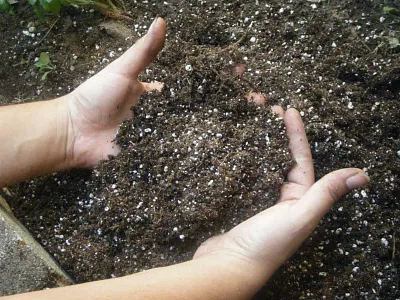 Cum de a fertiliza trandafiri în primăvară pentru o înflorire luxuriantă, în grădină, în primăvara și vara nume de îngrășăminte