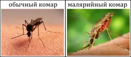 Ce se tem de țânțari și musculițe care miros repels țânțari, fotografii și video (frica) Ceea ce se tem de țânțari și musculițe care miros repels țânțarii, foto și video