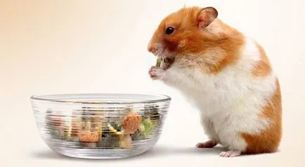 Cum putem hrăni hamster acasă