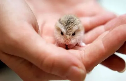 Ce să se hrănească un hamster - care poate și nu se poate da un hamster