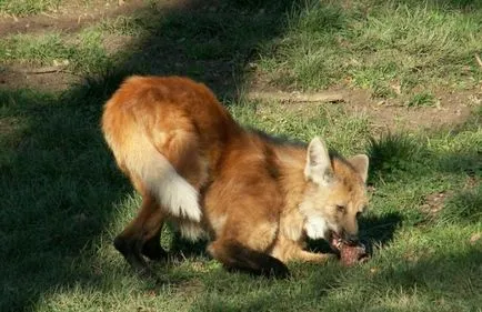 Lupii de hrană în habitat diferit (hrană pentru animale) Lupii sunt hrănite în habitate diferite