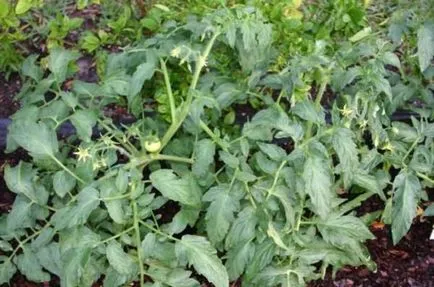 Tomatele de alimentare, să crească o grădină! (Grow) Tomatele de alimentare, să crească o grădină!
