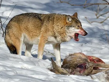 Lupii de hrană în habitat diferit (hrană pentru animale) Lupii sunt hrănite în habitate diferite
