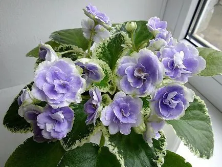 Violete furaje